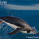 Illustration for article titled Flightless Friday - Pygoscelis antarcticus Edition